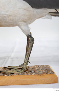 Common gull Larus Canus leg 0011.jpg